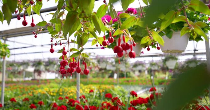 Red Hanging Fuchsia Hanging Plants Geraniums Glide Track Past