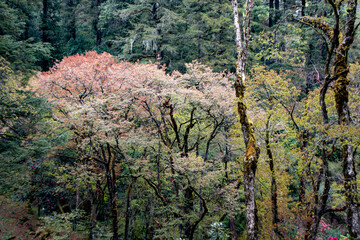 The colourful spring forests in Bhutan burst with vibrant blossoms, painting the landscape with a kaleidoscope of hues, creating a truly captivating and enchanting sight.