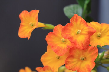 マーマレードブッシュ