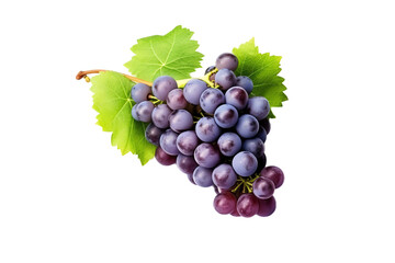 Fototapeta premium grape