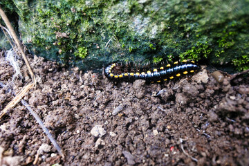 harpaphe haydeniana or yellow-spotted millipede crawling in the garden