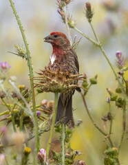 House Finch male eating Thistle seeds. Arastradero Preserve, Santa Clara County, California, USA.