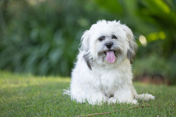 Portrait of cute Tibetan Spaniel white small breed dog sitting on green grass with blurred background