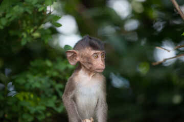 可愛いサル