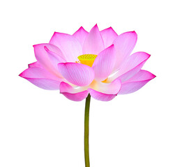 lotus flower isolated on transparent png