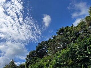 Fototapeta na wymiar cloudy sky and trees half and half