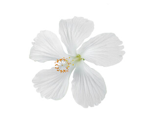white hibiscus flower isolated on transparent png © sommai
