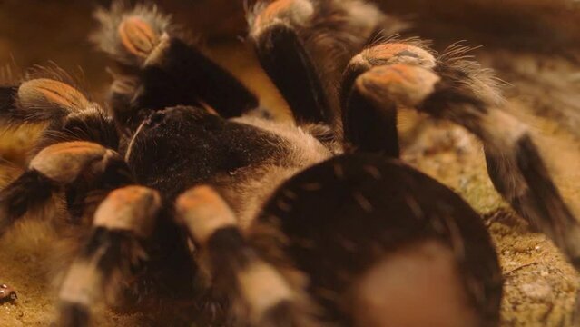 Brachypelma Smithi, Mexican redknee tarantulas Macro, With Defense Urticating Hair Gone On Cephalothorax