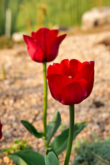 Obraz premium red tulips in the garden