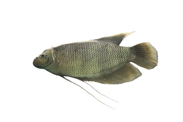 The giant gourami or Osphronemus goramy fish white png background. Underwater photography of a...