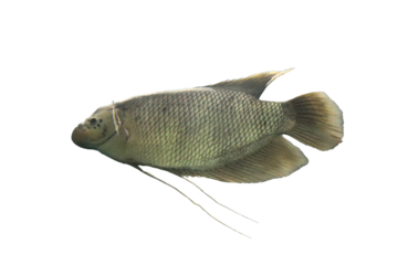 The giant gourami or Osphronemus goramy fish white png background. Underwater photography of a freshwater fish.