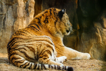  tiger in the zoo. Seoul grand park zoo South Korea.04.03.2023