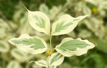 Close-up of a twig with leaves of a tree Cornus mas Variegata or also Cornelian cherry, European cornel or Cornelian cherry dogwood, selective focus.