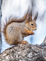 The squirrel with nut sits on a branches in the spring or summer.