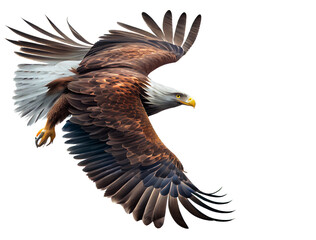 The eagle flies gracefully on white background for project decoration Publications and websites