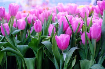 Pink tulips in garden.