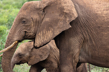 Fototapeta na wymiar Male elephant and calf walk together