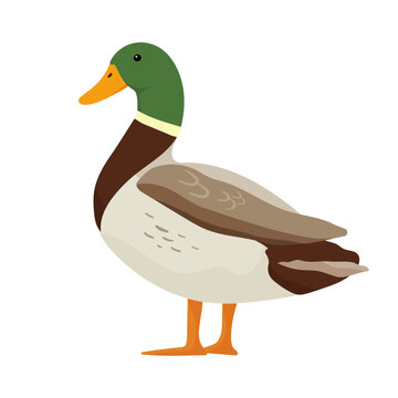 Cute duck with green head standing. Vector illustration isolated on white background. Farm animal
