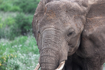 Fototapeta premium Bull elephant face