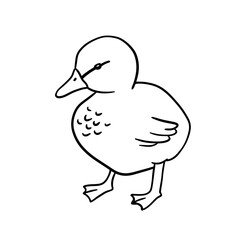 Standing monochrome baby duck. Vector line illustration pond bird isolated on white background. Duckling