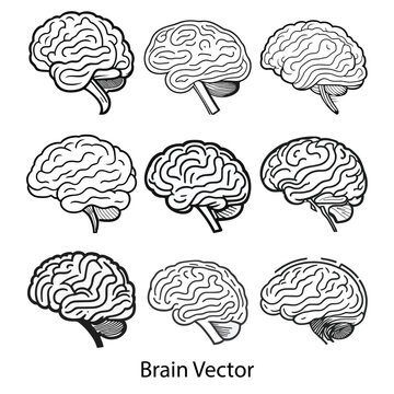 Human Brain on the White Background. Hand Drawn.Vector Illustration. Outline of a brain on the white background