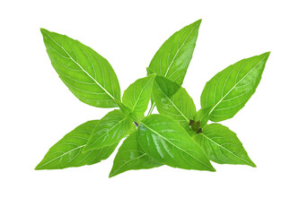 Obraz premium Sweet Basil isolated on transparent png