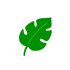monstera leaf