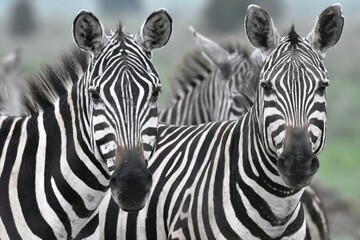 Fototapeta na wymiar two zebras