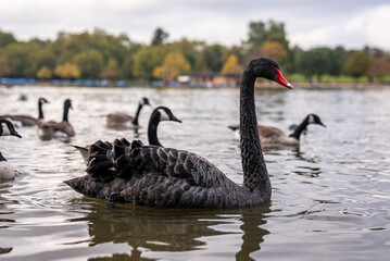 Beautiful black swan with red bill floating on lake water in city park