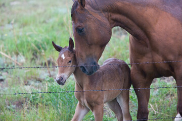 dam with foal