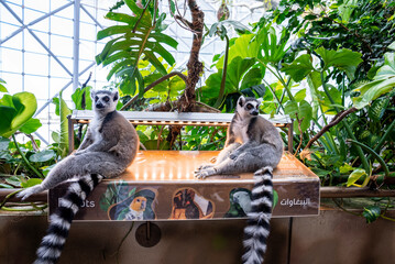 Curious ring-tailed lemurs sitting on information board in zoo