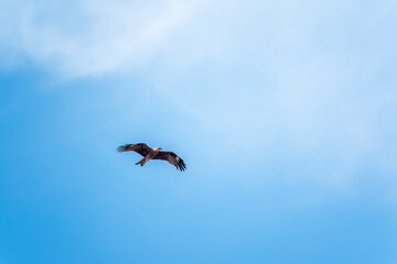 The bird of prey Black Kite flying in blue Sky