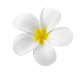 frangipani flower isolated on transparent png