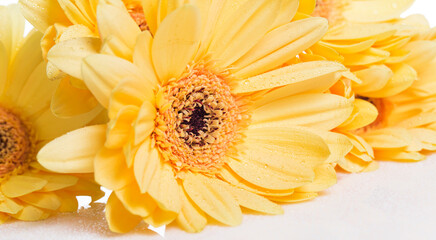 Beautiful yellow gerbera flower