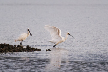 A pair of Royal Spoonbills