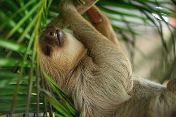 sleeping sloth © Viktoria