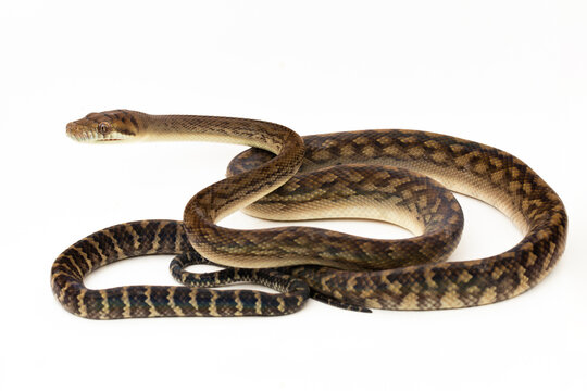 The Scrub python (Morelia amethistina) Amethystine python snake isolated on white background