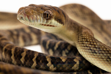 The Scrub python (Morelia amethistina) Amethystine python snake isolated on white background