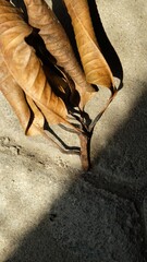dry leaf closed up photography for background