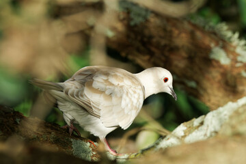Barbary dove