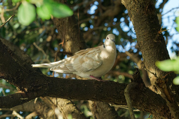 Barbary dove