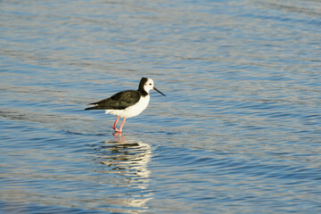 Pied Stilt
