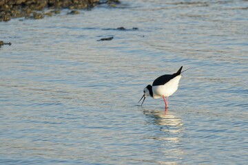 Pied Stilt