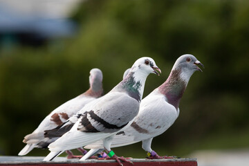 group of speed racing pigeon standing on loft trap after morning flying for exercise - 610858322