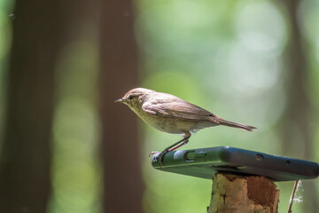 Common chiffchaff, lat. phylloscopus collybita, sitting on branch of bush in spring and looking for food