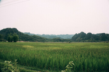 Green fields with luxurious mountain in the background, Thakhek loop, Laos