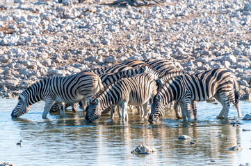 Fototapeta na wymiar A group of Burchell's Plains zebra -Equus quagga burchelli- drinking from a waterhole on the plains of Etosha National Park, Namibia.