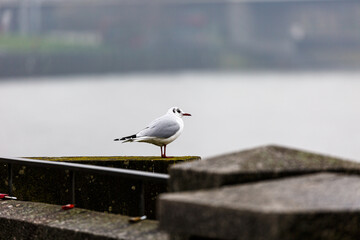 Seagull on stone railing near to a river