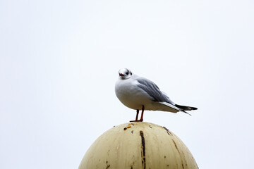 Seagull on a street lamp