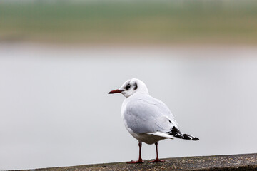 Seagull on stone railing near to a river